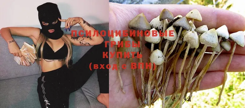 Галлюциногенные грибы Psilocybine cubensis  Бокситогорск 